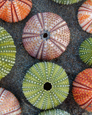 various colorful sea urchin shells on wet sandの写真素材