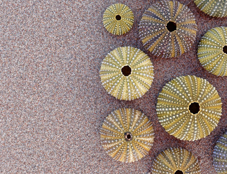 collection of green sea urchins on wet sea sand