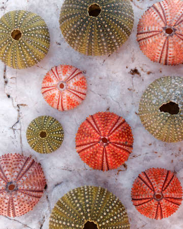 collection of colorful sea urchins on white marbleの写真素材