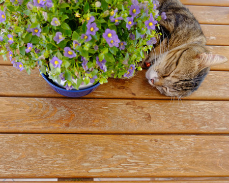 cute cat sleeping under a flowerpot
