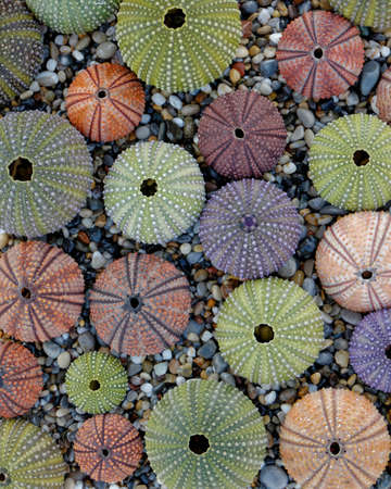 sea urchin shells collection as a natural backgroundの写真素材