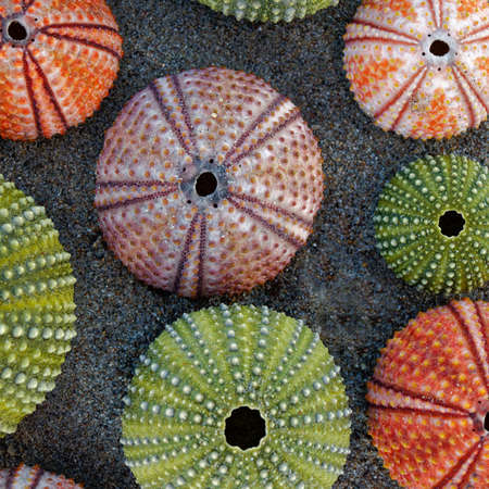collection of colorful sea urchins on sand beachの写真素材
