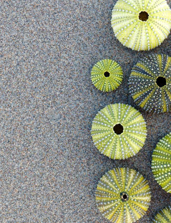 green sea urchins on wet sand beach, top viewの写真素材