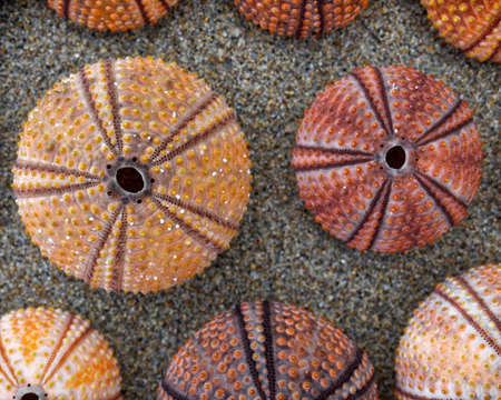 colorful sea urchins on wet sand, seamless patternの写真素材