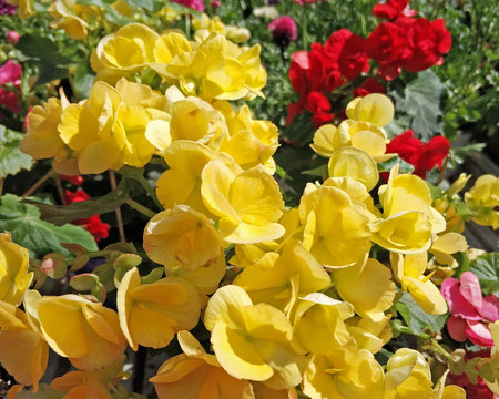 fresh yellow begonia flowers closeup in the garden