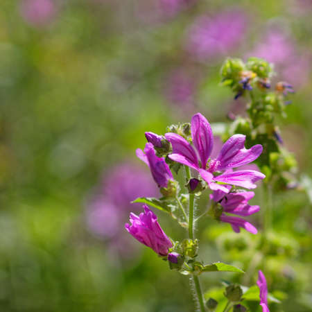 wild violet flower closeup in the meadows, strong bokehの写真素材