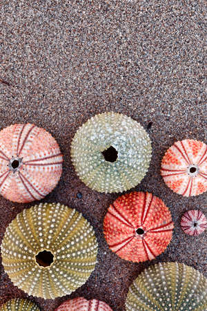 colorful sea urchin shells on wet sand,  top view close up, space for text or logoの写真素材