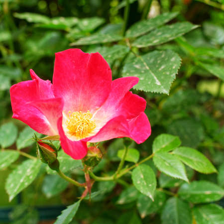 wild red rose flower closeup on natural green backgroundの写真素材