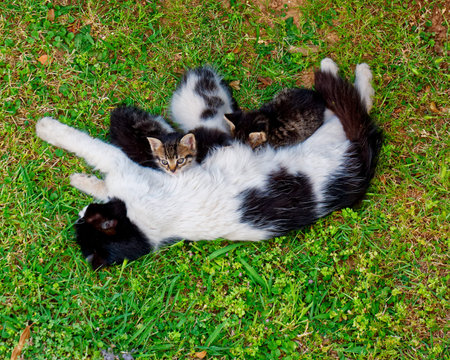 cat breast feeding her baby kitten on green grass, top viewの写真素材