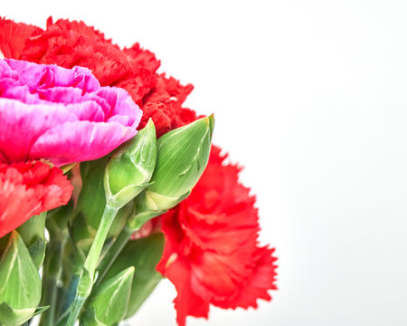 variety of colorful carnation flowers on white background, soft and airyの写真素材