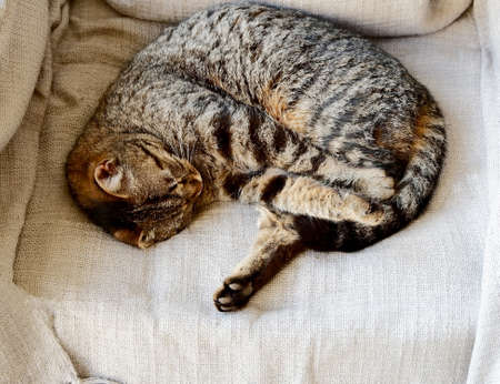 little gray cat sleeping on a couch, top viewの写真素材
