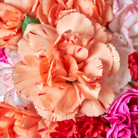 orange carnation top view on colorful natural flowers backgroundの写真素材