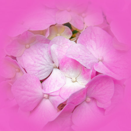 pale pink Hortensia flowers closeup with vignetting filter effect