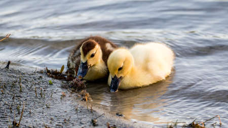 Muscovy Ducklings (Cairina Moschata), Lake at The Hammocks, Kendall, Floridaの写真素材