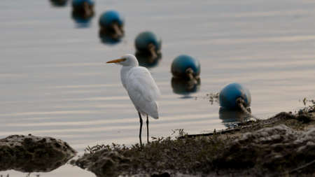 Great Egret (Ardea alba), Lake at The Hammocks, Kendall, Floridaの写真素材