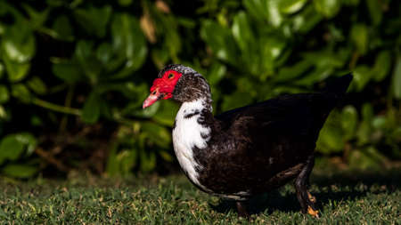 Muscovy Duck (Cairina moschata), Lake at The Hammocks, Kendall, Floridaの写真素材