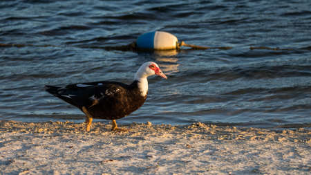 Muscovy Duck (Cairina moschata) Walking, Lake at The Hammocks, Kendall, Floridaの写真素材