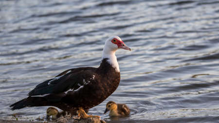 Muscovy Duck (Cairina moschata) With Ducklings, Lake at The Hammocks, Kendall, Floridaの写真素材