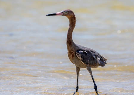 Reddish Egret (Egretta rufescens), San Carlos Bay, Bunche Beach Preserve, Floridaの写真素材