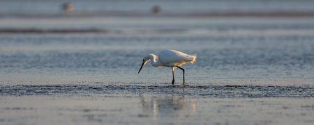 Snowy Egret (Egretta thula) Foraging, Breeding Plumage, San Carlos Bay, Bunche Beach Preserve, Floridaの写真素材