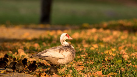 Muscovy Duck (Cairina moschata) With Ducklings, Lake at The Hammocks, Kendall, Floridaの写真素材