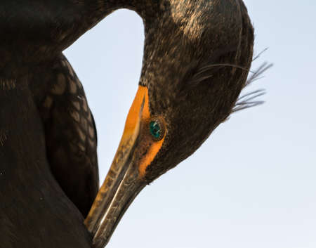 Double-Crested Cormorant (Phalacrocorax auritus), Everglades National Park, Floridaの写真素材