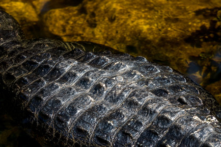 Alligator (Alligator mississippiensis) Swimming, Big Cypress National Preserve, Floridaの写真素材