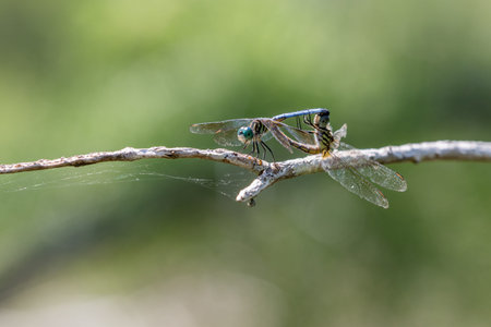 Dragonflies Mating, Big Cypress National Preserve, Floridaの写真素材
