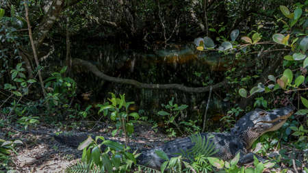 Alligator (Alligator mississippiensis) Resting, Big Cypress National Preserve, Floridaの写真素材