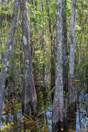 Cypress (Taxodium distichum) Trees, Swamp, Big Cypress National Preserve, Floridaの写真素材