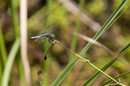 Dragonfly, Big Cypress National Preserve, Floridaの写真素材
