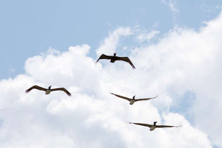 Brown Pelicans (Pelecanus occidentalis) Flying, Playalinda Beach, Merritt Island, Floridaの写真素材