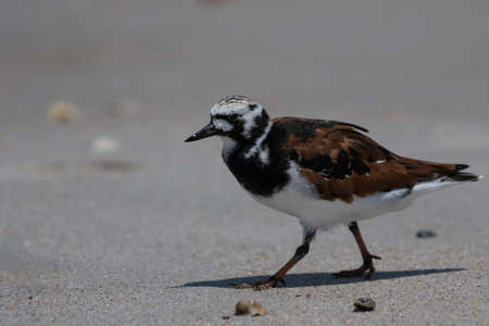 Ruddy Turnstone (Arenaria interpres) Foraging, Playalinda Beach, Merritt Island, Floridaの写真素材