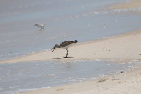 Greater Yellowlegs (Tringa melanoleuca) Eating a Sea Snail, Playalinda Beach, Merritt Island, Floridaの写真素材