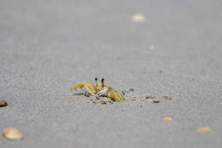 Atlantic Ghost Crab (Ocypode quadrata), Playalinda Beach, Merritt Island, Floridaの写真素材