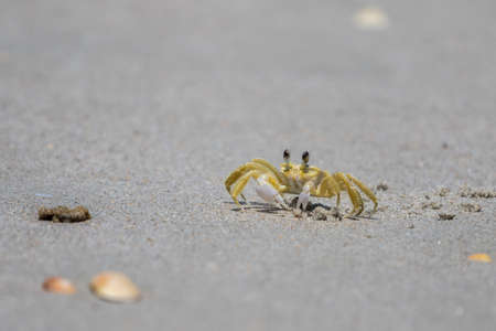 Atlantic Ghost Crab (Ocypode quadrata), Playalinda Beach, Merritt Island, Floridaの写真素材