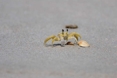 Atlantic Ghost Crab (Ocypode quadrata), Playalinda Beach, Merritt Island, Floridaの写真素材