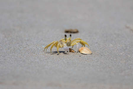 Atlantic Ghost Crab (Ocypode quadrata), Playalinda Beach, Merritt Island, Floridaの写真素材