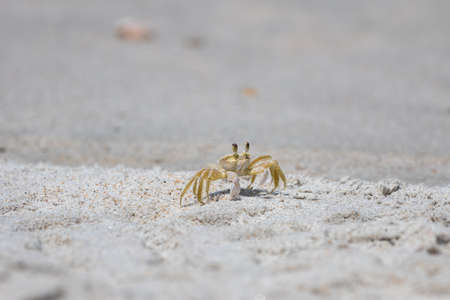 Atlantic Ghost Crab (Ocypode quadrata), Playalinda Beach, Merritt Island, Floridaの写真素材