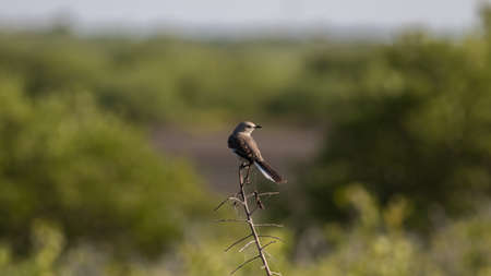 Northern Mockingbird (Mimus polyglottos), Merritt Island National Wildlife Refuge, Floridaの写真素材