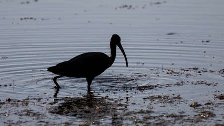 White Ibis (Eudocimus albus), Merritt Island National Wildlife Refuge, Floridaの写真素材