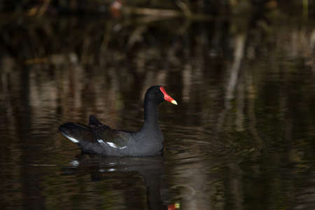 Common Moorhen (Gallinula chloropus) Swimming, Merritt Island National Wildlife Refuge, Floridaの写真素材