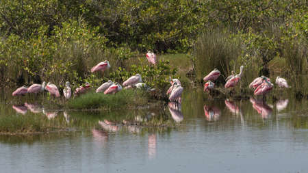 Roseate Spoonbills (Platalea ajaja) Resting, Merritt Island National Wildlife Refuge, Floridaの写真素材