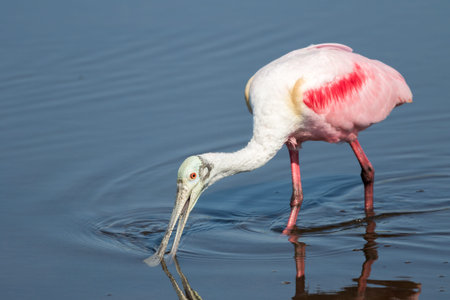 Roseate Spoonbill (Platalea ajaja) Foraging, Merritt Island National Wildlife Refuge, Floridaの写真素材