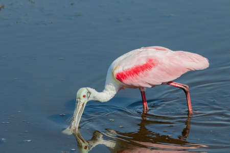 Roseate Spoonbill (Platalea ajaja) Foraging, Merritt Island National Wildlife Refuge, Floridaの写真素材