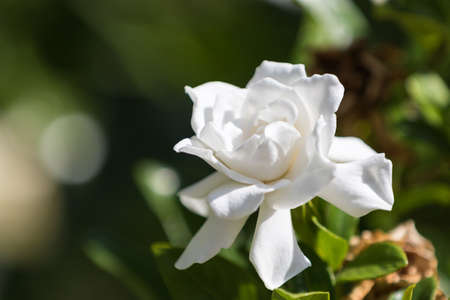 Gardenia (Gardenia jasminoides), Winter Park, Orlando, Floridaの写真素材