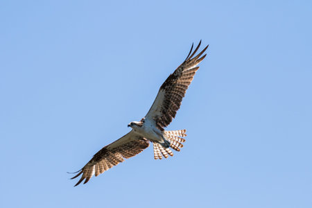 Osprey (Randion haliaetus) Flying, J.N. ''Ding'' Darling National Wildlife Refuge, Sanibel Island, Floridaの写真素材