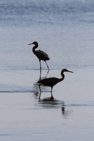 Tricolored Herons (Egretta tricolor), J.N. ''Ding'' Darling National Wildlife Refuge, Sanibel Island, Floridaの写真素材