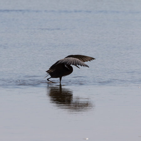 Reddish Egret (Egretta rufescens) Foraging, J.N. ''Ding'' Darling National Wildlife Refuge, Sanibel...