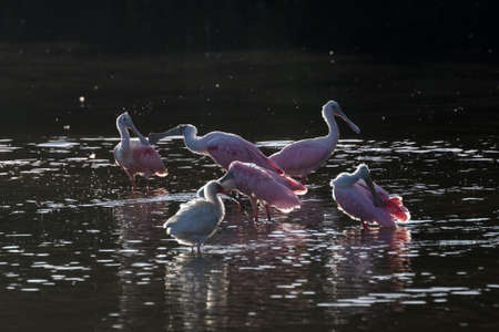 Roseate Spoonbills (Platalea ajaja) in the golden hour, J.N. ''Ding'' Darling National Wildlife Refuge, Sanibel Island, Floridaの写真素材